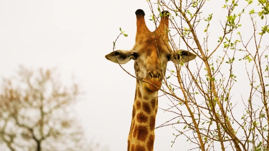 Giraffe, Wildlife, Animal, Safari, Mammal, Wild