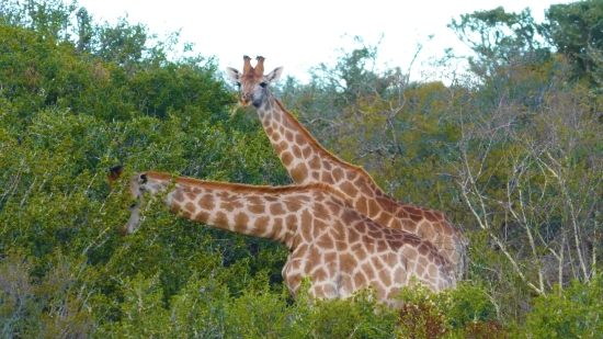 Giraffe, Wildlife, Animal, Wild, Mammal, Safari