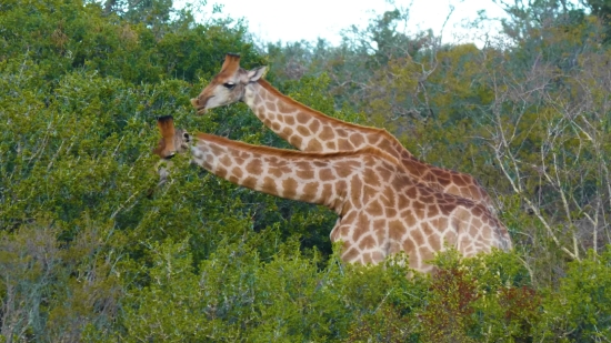 Giraffe, Wildlife, Animal, Wild, Safari, Mammal