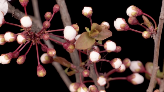 Glitch Footage, Drumstick, Plant, Stick, Grape, Fruit