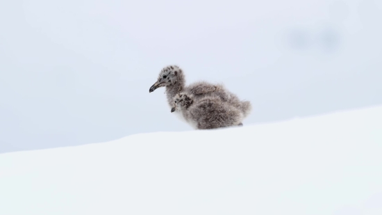 Gold Particles Background Video, Bird, Animal, Baby, Wildlife, Beak