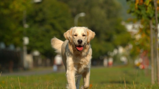 Golden Retriever, Dog, Retriever, Sporting Dog, Pet, Hunting Dog