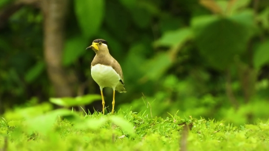 Goldfinch, Finch, Bird, Beak, Feather, Wildlife