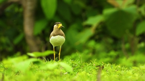 Goldfinch, Finch, Bird, Beak, Feather, Wildlife