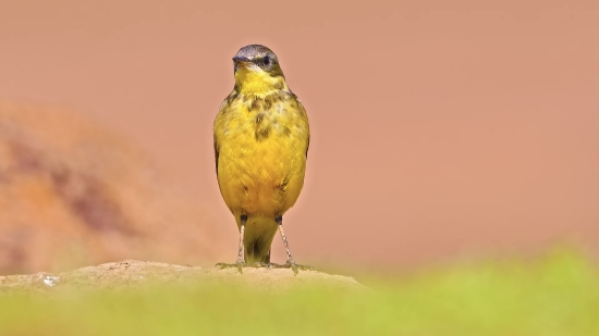 Goldfinch, Finch, Bird, Beak, Warbler, Feather