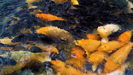 Goldfish, Food, Meal, Natural, Dish, Yellow