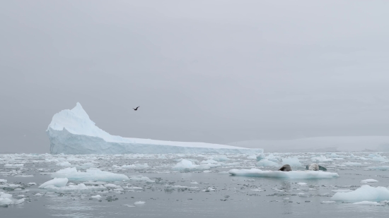 Google Meet Background Video Download, Ocean, Body Of Water, Sea, Water, Wave