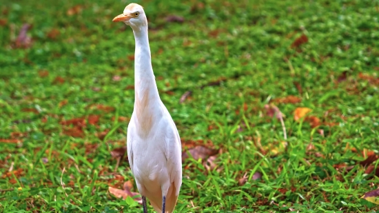 Goose, Bird, Aquatic Bird, Waterfowl, Beak, Wildlife