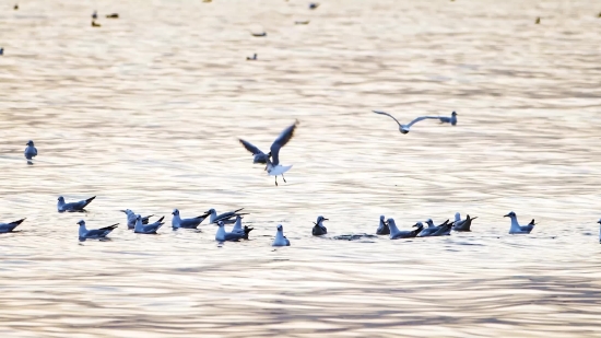 Goose, Bird, Aquatic Bird, Waterfowl, Wildlife, Birds