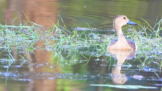 Goose, Bird, Waterfowl, Aquatic Bird, Lake, Water