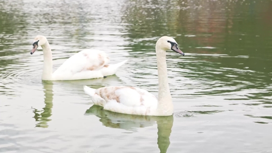 Goose, Bird, Waterfowl, Aquatic Bird, Lake, Wildlife