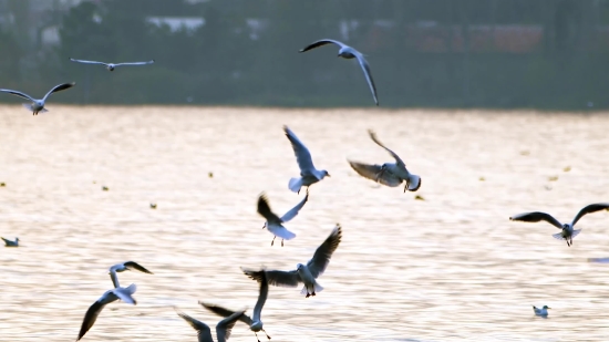 Goose, Bird, Waterfowl, Aquatic Bird, Wildlife, Flying