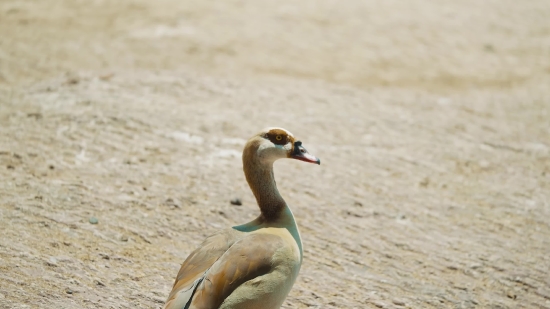 Goose, Bird, Waterfowl, Wildlife, Aquatic Bird, Menagerie