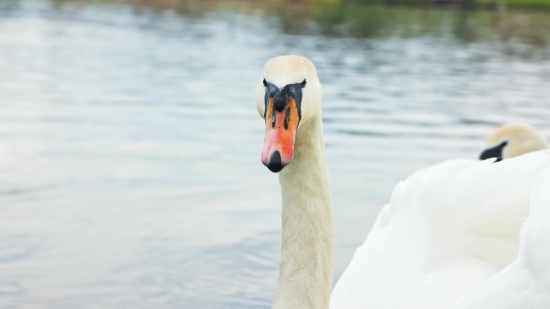 Goose, Waterfowl, Bird, Aquatic Bird, Beak, Feather