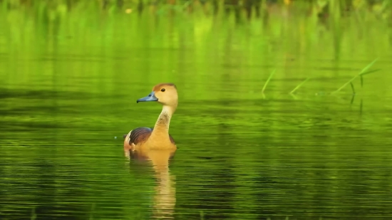 Goose, Waterfowl, Bird, Aquatic Bird, Duck, Lake