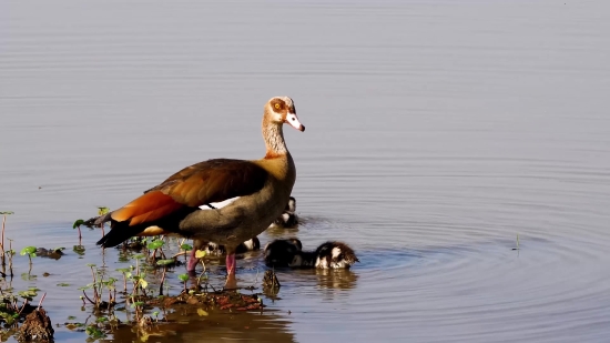 Goose, Waterfowl, Bird, Aquatic Bird, Duck, Wildlife