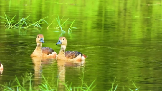 Goose, Waterfowl, Bird, Aquatic Bird, Lake, Duck