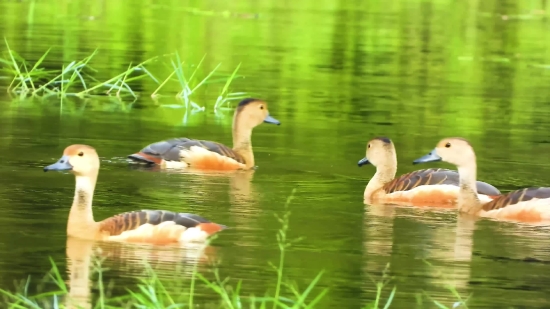 Goose, Waterfowl, Bird, Aquatic Bird, Lake, Pond