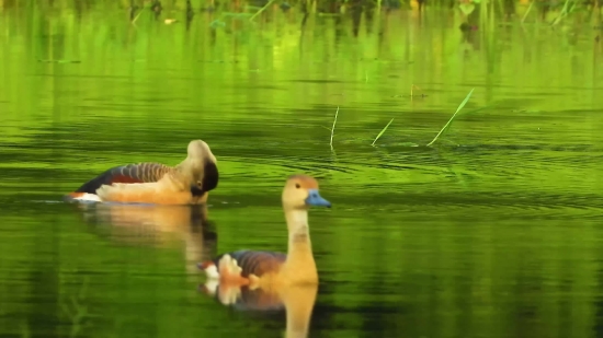 Goose, Waterfowl, Bird, Aquatic Bird, Lake, Wildlife