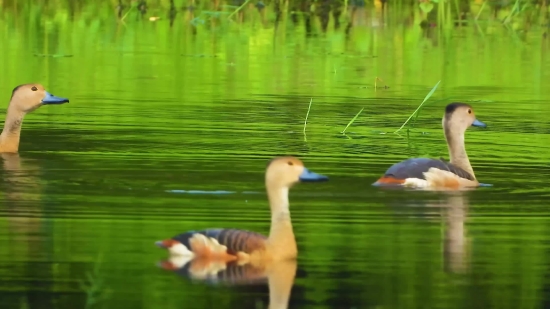 Goose, Waterfowl, Bird, Aquatic Bird, Lake, Wildlife