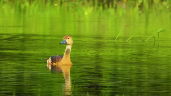 Goose, Waterfowl, Bird, Aquatic Bird, Lake, Wildlife