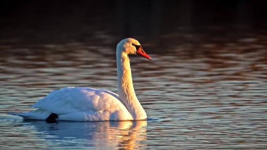 Goose, Waterfowl, Bird, Aquatic Bird, Water, Beak