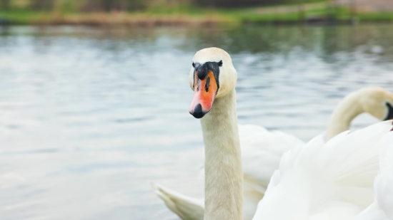 Goose, Waterfowl, Bird, Aquatic Bird, Water, Swan