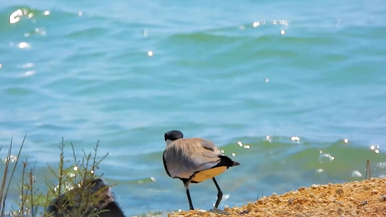 Goose, Waterfowl, Bird, Aquatic Bird, Wildlife, Lake