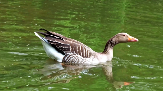 Goose, Waterfowl, Bird, Aquatic Bird, Wildlife, Water