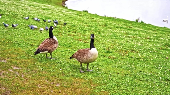 Goose, Waterfowl, Bird, Aquatic Bird, Wildlife, Wild