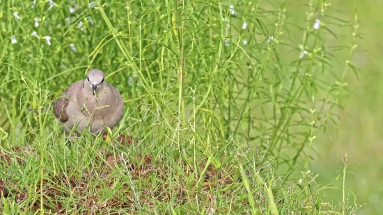 Grass, Dove, Bird, Bunny, Field, Outdoors