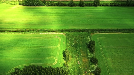 Grass, Field, Landscape, Plant, Farm, Agriculture