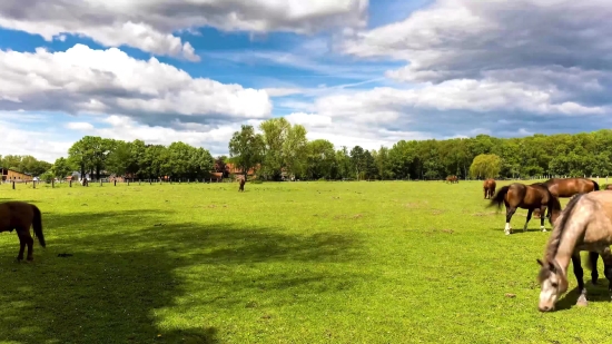 Grass, Field, Sky, Landscape, Meadow, Rural