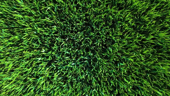 Grass, Plant, Field, Lawn, Texture, Growth