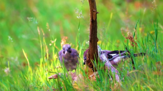 Grass, Plant, Herb, Field, Vascular Plant, Indigo Bunting