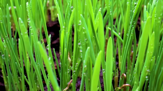 Grass, Plant, Onion, Growth, Spring, Green Onion