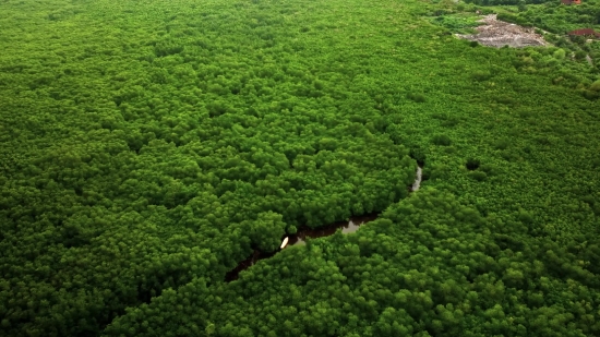 Grass, Plant, Tree, Landscape, Forest, Field