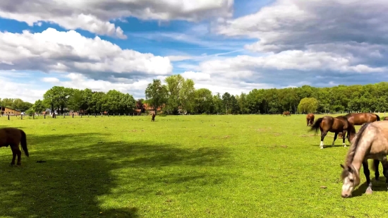 Grass, Sky, Field, Landscape, Meadow, Rural