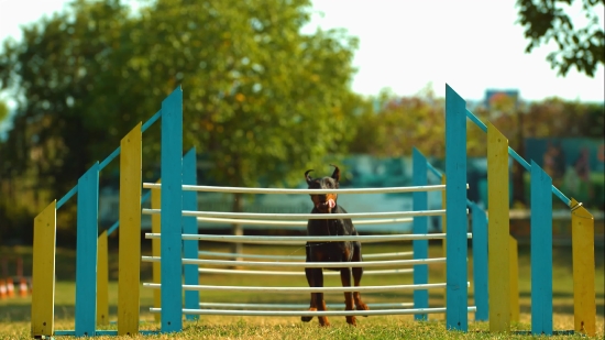 Grass, Tree, Fence, Golf, Worm Fence, Course