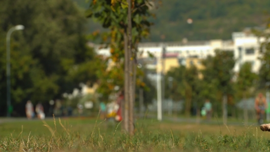 Grass, Tree, Outdoors, Ball, Woody Plant, Park