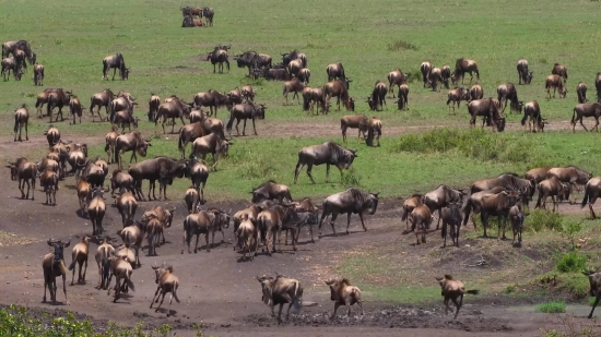 Grass, Wild, Farm, Horses, Horse, Wildlife