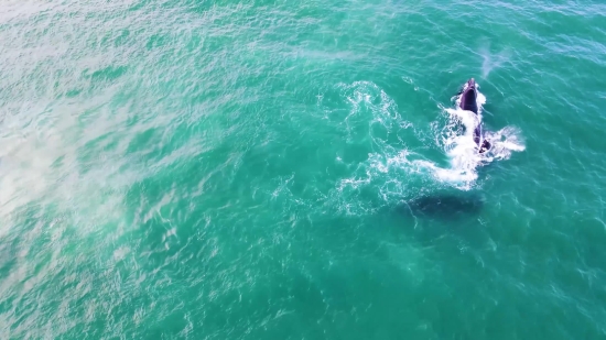 Great White Shark, Ocean, Water, Sea, Shark, Summer