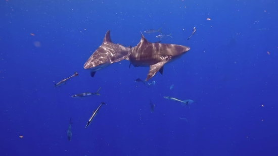 Great White Shark, Shark, Fish, Sea, Ocean, Water