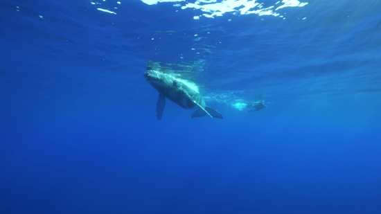 Great White Shark, Shark, Ocean, Sea, Water, Fish