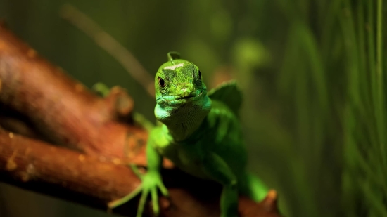 Green Lizard, Lizard, Chameleon, Eye, Frog, Reptile