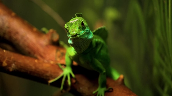 Green Lizard, Lizard, Chameleon, Eye, Wildlife, Reptile