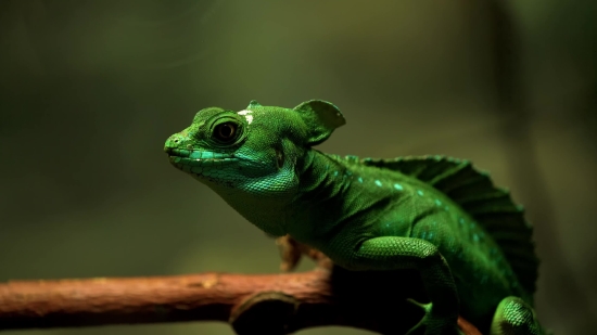 Green Lizard, Lizard, Reptile, Wildlife, Eye, Chameleon