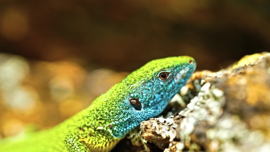 Green Lizard, Lizard, Reptile, Wildlife, Eye, Tropical