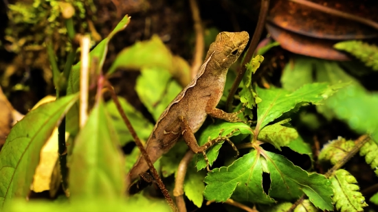 Green Lizard, Lizard, Reptile, Wildlife, Eye, Wild