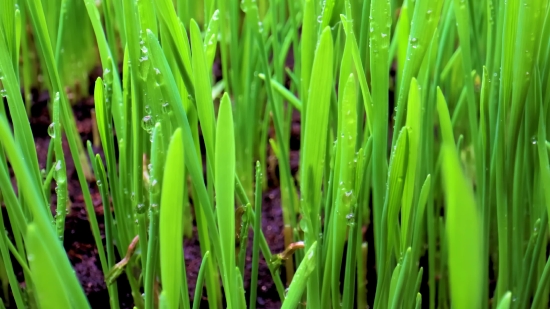 Green Onion, Onion, Grass, Vegetable, Plant, Spring